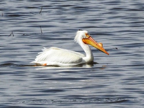 A white pelican swimming in calm water, with its distinctive large bill and orange accents visible.