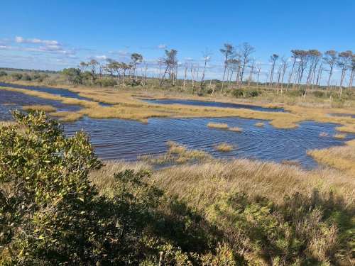 A serene wetland landscape with tall grasses, calm water, and scattered trees under a clear blue sky.