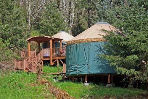 Two yurts nestled in a green forest, with a wooden deck connecting them, surrounded by trees and grass.