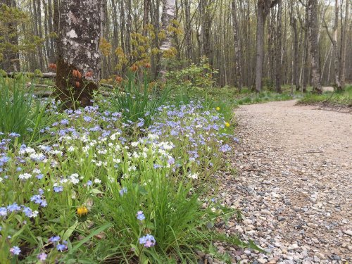 A gravel path winds through a forest, bordered by clusters of small blue and white flowers and green foliage.