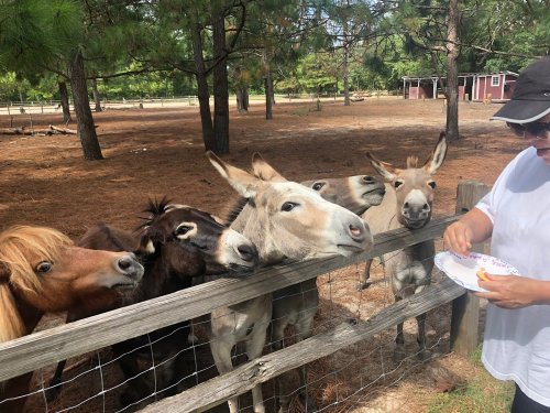 A person feeding several curious donkeys and ponies at a farm, surrounded by trees and a fenced area.