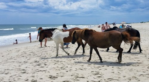 Wild horses walking along a sandy beach with people enjoying the shore and cloudy skies in the background.