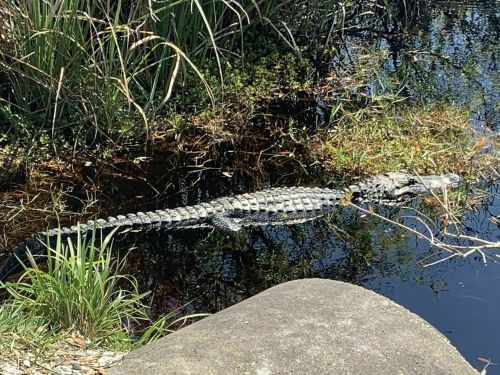 A crocodile resting in a calm, dark water surrounded by tall grass and rocks.