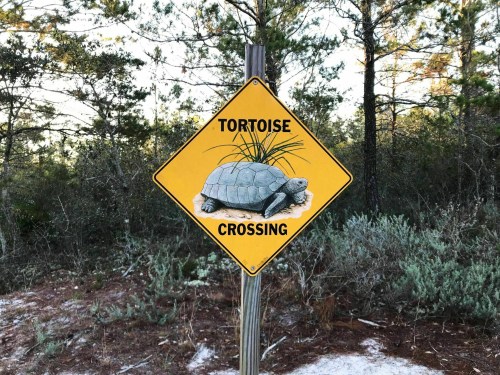 A yellow warning sign depicting a tortoise with the text "Tortoise Crossing" in a wooded area.