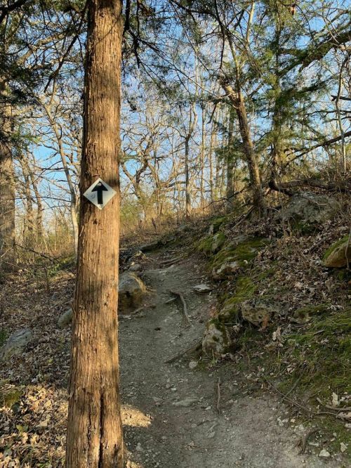 A dirt trail winds through a wooded area, marked by a directional sign on a tree.