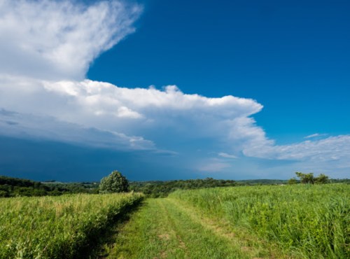 A lush green field under a bright blue sky with scattered clouds, leading to distant hills.