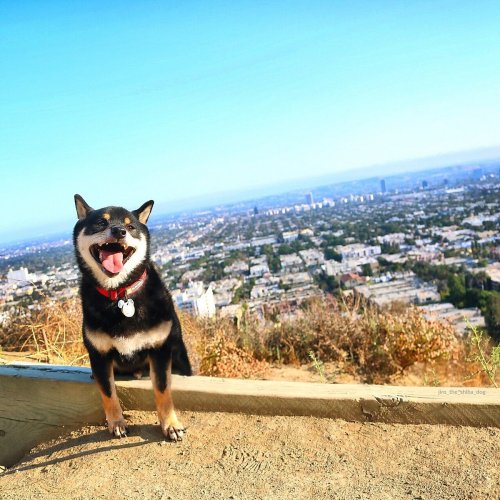 A happy Shiba Inu stands on a hillside, overlooking a cityscape with clear blue skies in the background.