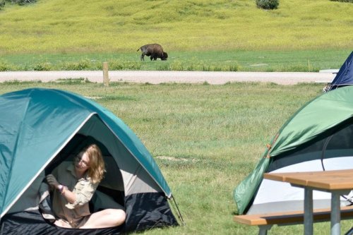 A woman sits inside a tent while a bison grazes in a grassy field nearby.