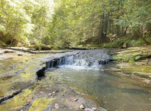 A serene forest scene featuring a small waterfall cascading into a calm pool, surrounded by lush greenery.