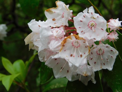 A cluster of white flowers with pink accents and brown edges, surrounded by green leaves.