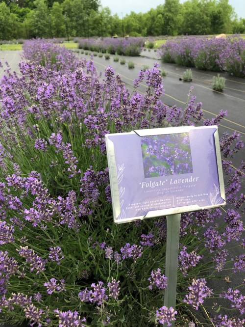 A field of blooming purple lavender with a sign labeled "Folgate Lavender" in the foreground.