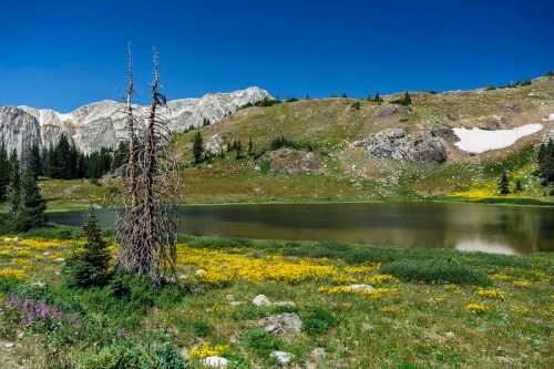 A serene mountain landscape featuring a calm lake, wildflowers, and a dead tree against a backdrop of rocky peaks.