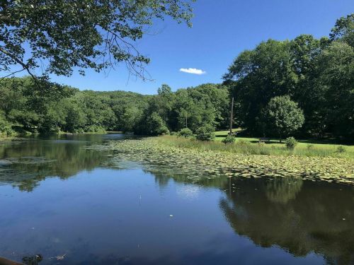 A serene pond surrounded by lush greenery and trees under a clear blue sky with a few clouds.