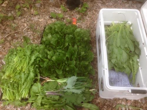Freshly harvested greens, including lettuce and leafy vegetables, arranged on the ground next to a cooler.
