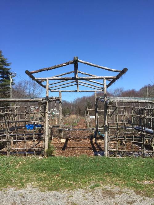 A rustic wooden trellis structure in a garden, surrounded by rows of plants under a clear blue sky.