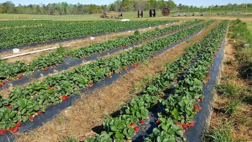 Rows of strawberry plants with ripe berries, set against a green field and distant farm equipment.
