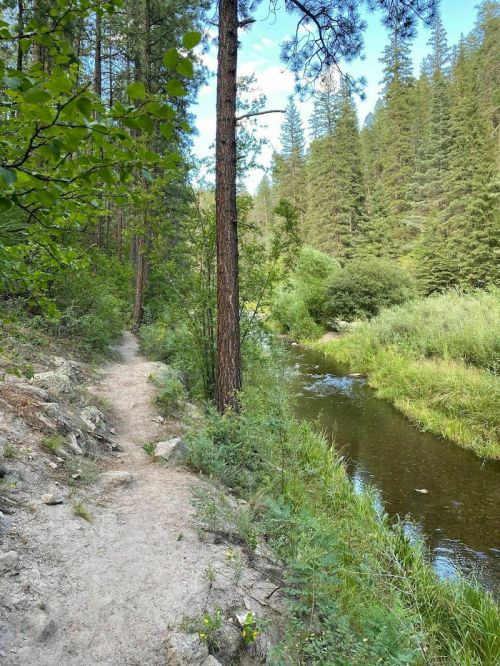 A serene forest path alongside a calm river, surrounded by tall trees and lush greenery.