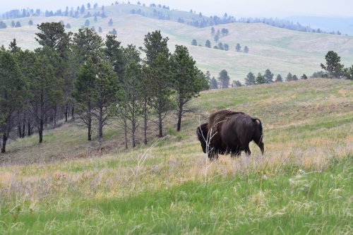 A bison grazes in a grassy field with rolling hills and trees in the background.