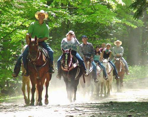 A group of people riding horses along a dusty trail in a lush, green forest.
