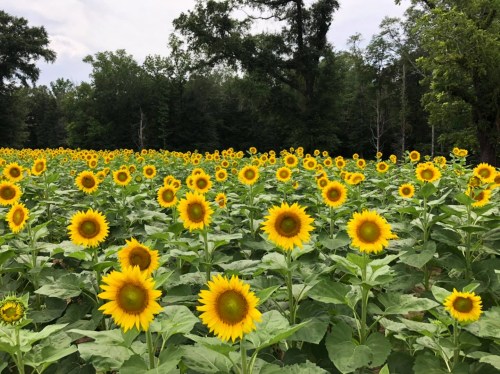 A vibrant field of sunflowers in full bloom, surrounded by lush green trees under a cloudy sky.