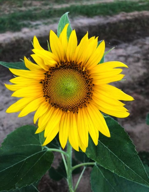 A vibrant sunflower with bright yellow petals and a green center, surrounded by green leaves.
