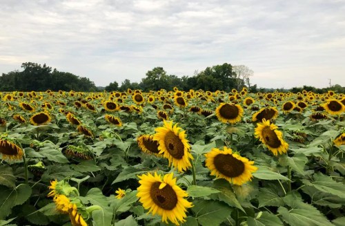 A vibrant field of sunflowers under a cloudy sky, with many blooms facing the sun.