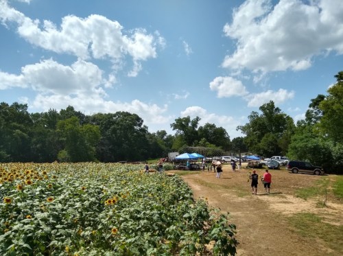 A sunny field of sunflowers with people walking, tents set up, and cars parked nearby under a blue sky with clouds.