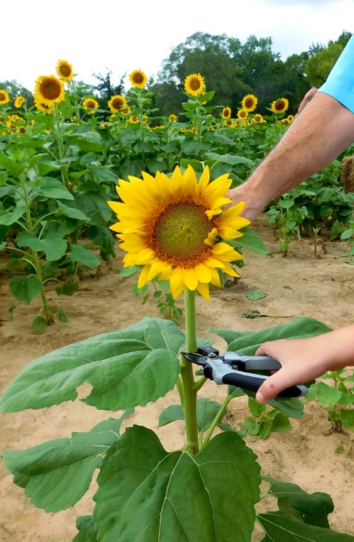 A hand holding pruning shears cuts a sunflower in a field filled with blooming sunflowers.