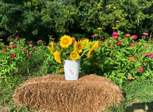 A white bucket filled with sunflowers sits on a hay bale, surrounded by colorful flowers in a lush garden.