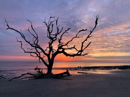 Silhouetted dead tree against a colorful sunset over the ocean, with calm waters and a sandy beach.