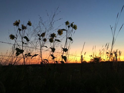 Silhouetted sunflowers against a vibrant sunset sky, with tall grass and a barbed wire fence in the background.