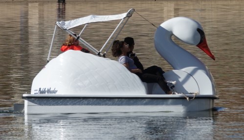 A swan-shaped paddle boat with three people enjoying a ride on a calm lake.