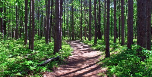 A sunlit forest path winding through tall trees and lush green undergrowth.