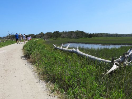 A sandy path alongside a marsh, with people walking and a fallen tree branch in the foreground under a clear blue sky.