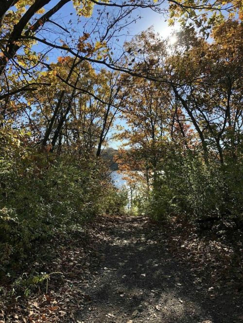 A sunlit path through autumn trees leads to a serene body of water in the distance.