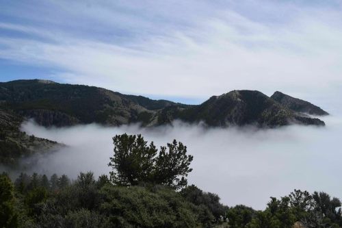 A scenic view of mountains shrouded in fog, with trees in the foreground and a cloudy sky above.