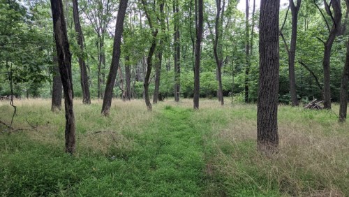 A serene forest scene with tall trees and a grassy path winding through the underbrush.