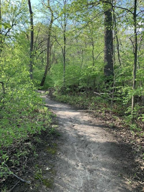 A winding dirt path through a lush green forest with trees and sunlight filtering through the leaves.