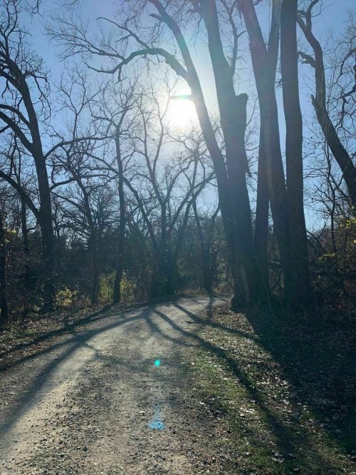 A sunlit path through a wooded area, with tall trees casting long shadows on a gravel trail.