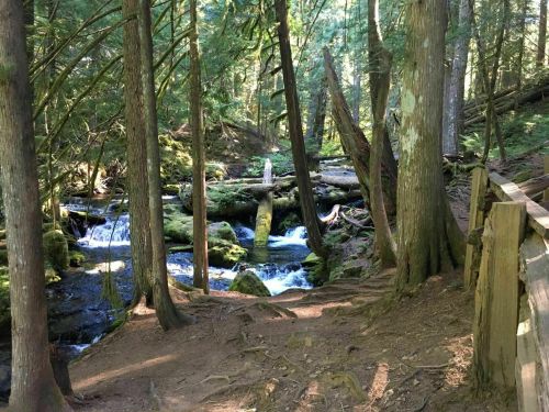 A serene forest scene with a small stream flowing through trees and moss-covered rocks, dappled sunlight filtering through.