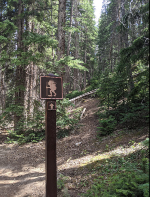 Trail sign indicating hiking path through a dense forest with tall trees and a clear blue sky.