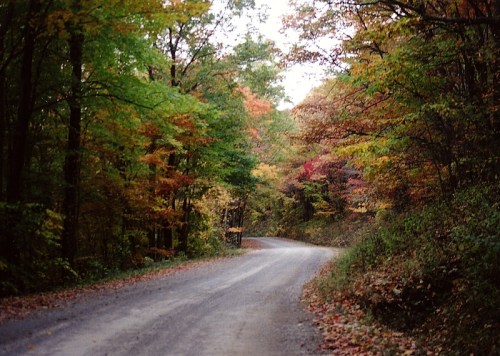 A winding dirt road surrounded by vibrant autumn foliage in a serene forest setting.