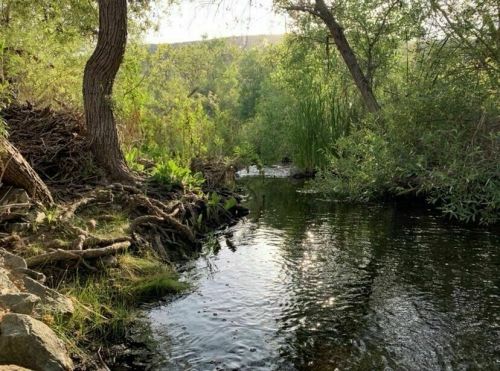 A serene stream flows through a lush, green landscape with trees and plants along the banks.