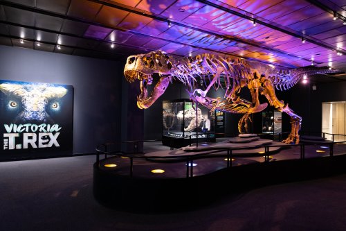 A large T. rex skeleton on display in a museum, with colorful lighting and an informational sign nearby.