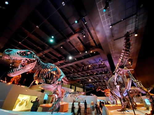Dinosaur skeletons displayed in a museum, with visitors observing under colorful lighting.