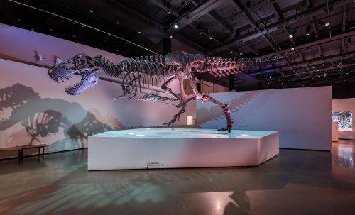 A large dinosaur skeleton displayed in a modern museum setting, with colorful lighting and shadows on the walls.
