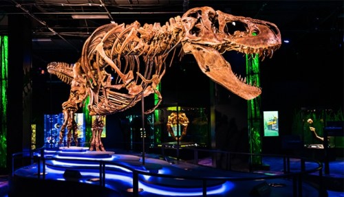 A large T. rex skeleton displayed in a museum, illuminated by colorful lights and surrounded by interactive exhibits.