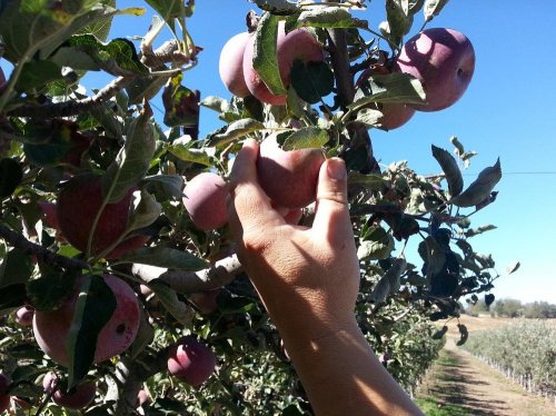 A hand reaching for ripe apples on a tree in an orchard under a clear blue sky.