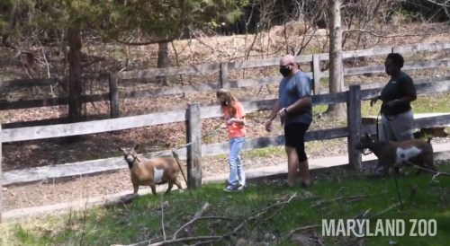 A child and an adult walk a goat along a path near a wooden fence in a zoo setting.