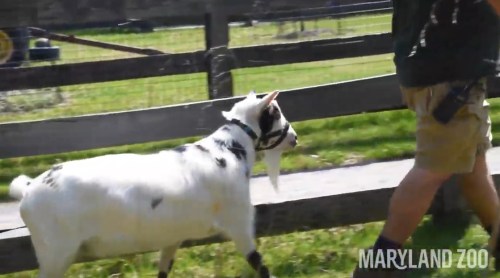 A white goat with black spots walks near a wooden fence in a grassy area at a zoo.